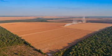 Extensos campos de soja são a paisagem que marca o entorno do Parque Indígena do Xingu, no Mato Grosso: as terras indígenas são a garantia de floresta em pé. — Foto: Kamikia Kisêdjê.
