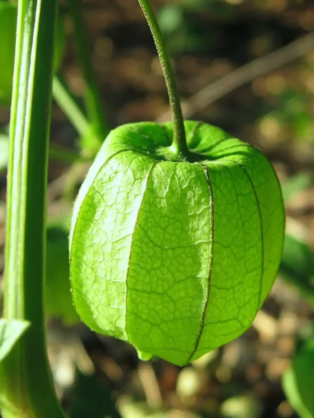 Plantas medicinais