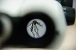 O Aedes aegypti recebe a bactéria Wolbachia, que impede de transmitir a dengue e outras doenças. — Foto: Flávio Carvalho/WMP Brasil.