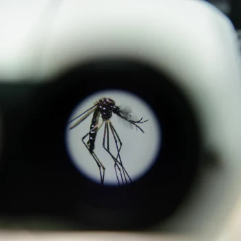 O Aedes aegypti recebe a bactéria Wolbachia, que impede de transmitir a dengue e outras doenças. — Foto: Flávio Carvalho/WMP Brasil.