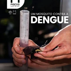 Como uma bactéria inserida no Aedes aegypti se transformou em um poderoso aliado no combate a arboviroses. — Capa: foto de Flavio Carvalho.