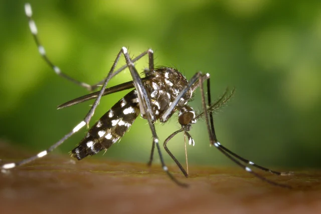Uma vacina contra a dengue
