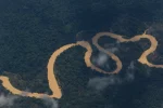 Foto aérea da Terra Indígena Yanomami, em 2023: O verde da floresta contrasta com o ocre que tinge as águas do rio Mucajaí, contaminado pelo garimpo ilegal. — Foto: Fernando Frazão/Agência Brasil.
