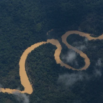 Foto aérea da Terra Indígena Yanomami, em 2023: O verde da floresta contrasta com o ocre que tinge as águas do rio Mucajaí, contaminado pelo garimpo ilegal. — Foto: Fernando Frazão/Agência Brasil.
