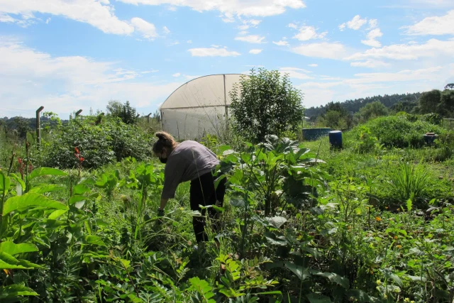 Uma história das plantas medicinais no SUS